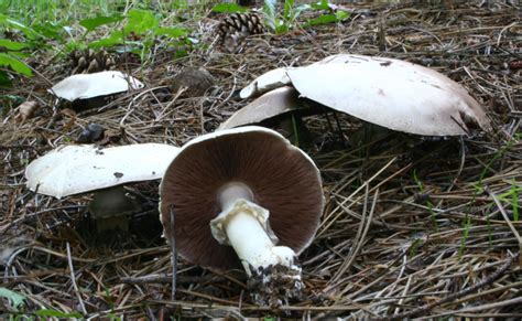 Шампиньон перелесковый (Agaricus silvicola)