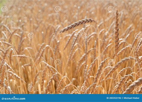 Field with Spelt (Triticum Spelta Stock Photo - Image of agriculture ...