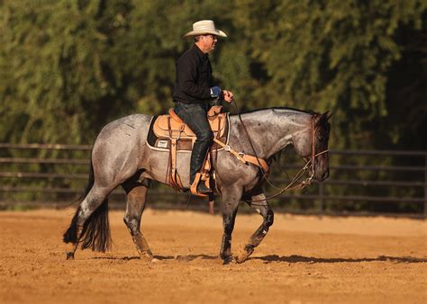 Understanding The Natural Behavior And Biological Processes Involved In Mating In Horse Breeding Programs Today 8