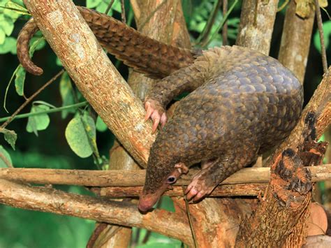 Palawan Pangolin