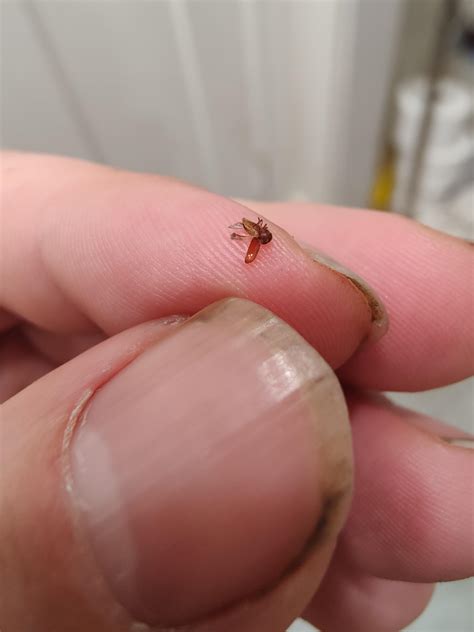 keep finding these in my house. what is this? : r/whatisthisbug