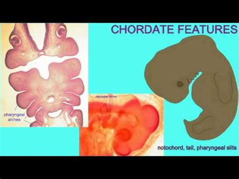 CHORDATE ANATOMICAL FEATURES 1 - YouTube