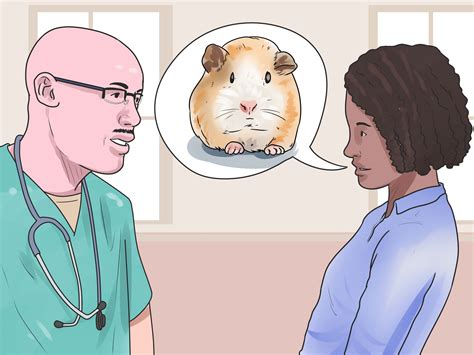 can guinea pig not eating step by step 2