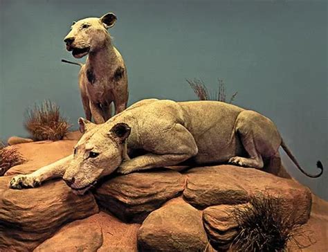 Man-Eaters of Tsavo