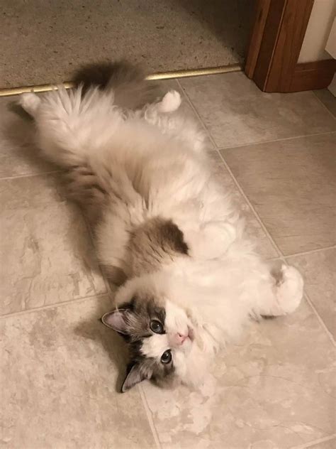 Amidst Global Uncertainty, Ragdoll Cats Bring Joy and Comfort Through