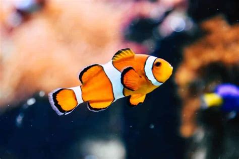 10 Fish Species Found in Finding Nemo - Ocean Info