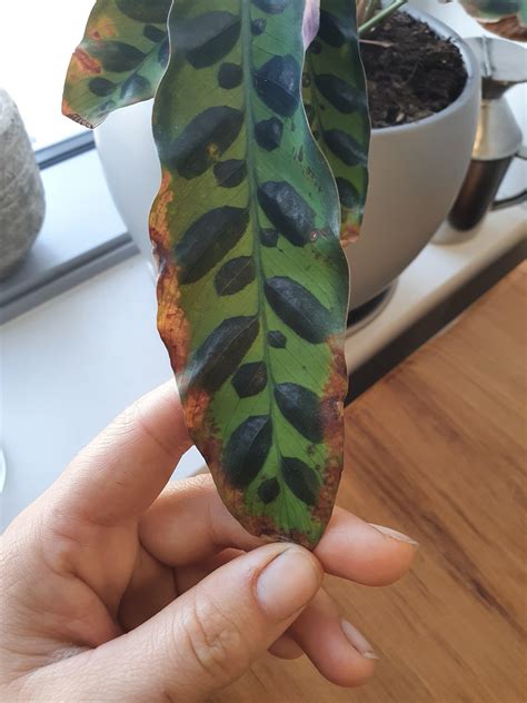 Rattlesnake Plant Brown Leaves at Darcy Ryan blog