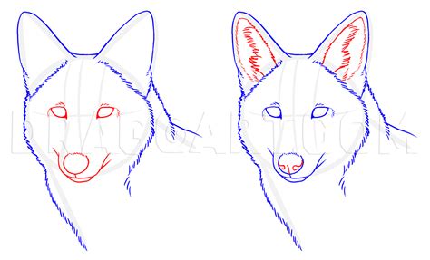 how to draw coyotes