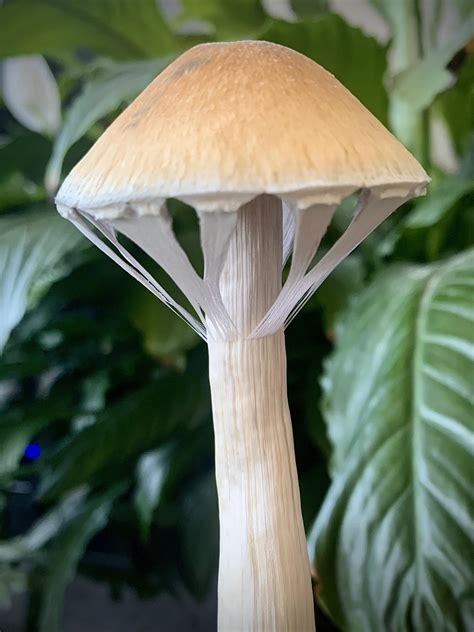 For all you veil porn lovers :) Cheers : shrooms