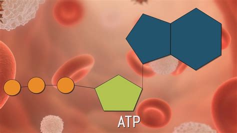 ATP: raksturojums, funkcijas, nozīme un radīšana