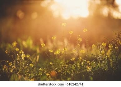 Grass Field Sunset Stock Photo 618242741 | Shutterstock