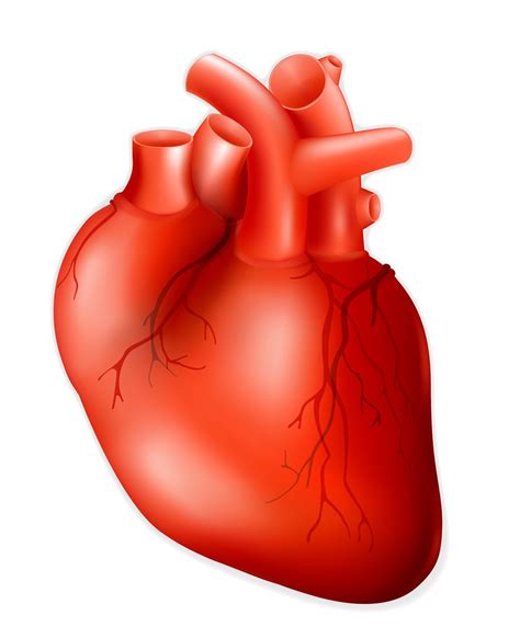 heart body cliparts   heart body cliparts png images