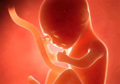 Feto com 4 meses: Tamanho, Peso e Fotos