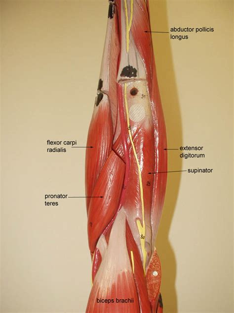 Muscular System Labeled Arm