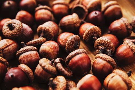 technologiesportbloggse prophetic acorn meaning