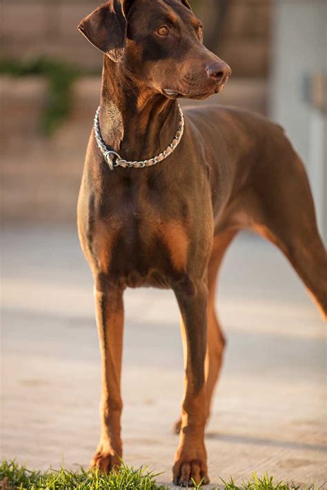 pic of doberman pinscher Doberman pinscher puppies for sale ...