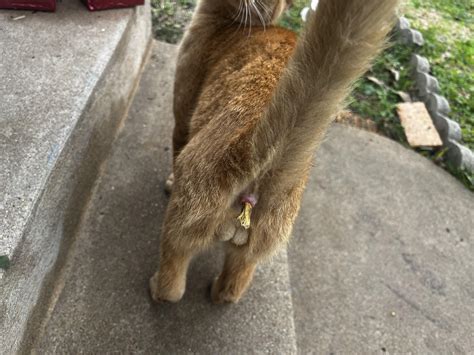 Something unidentifiable sticking out of a stray kitten’s butt. : r/vet