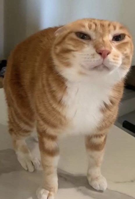 Dumb Cats, Stupid Cat, Funny Cats, Silly Cats Pictures, Cat Pics, Cute ...