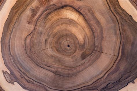 tree core stock  pictures royalty  images istock