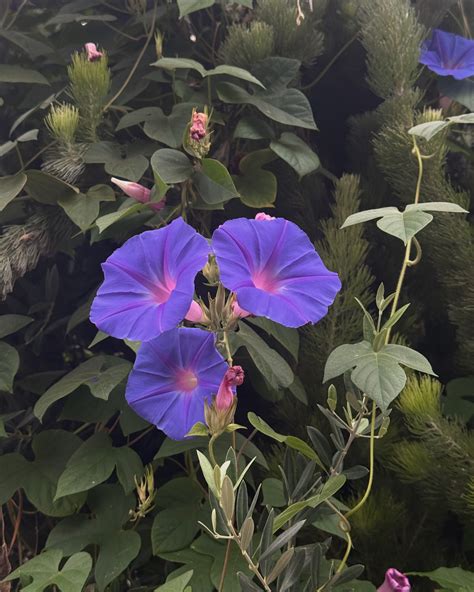 Maddii | For u: 💐 | Instagram