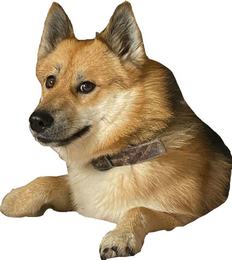Doge Доге PNG
