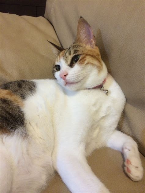 nyannie_03さんがアブダビの旅のお手伝いします | ロコタビ