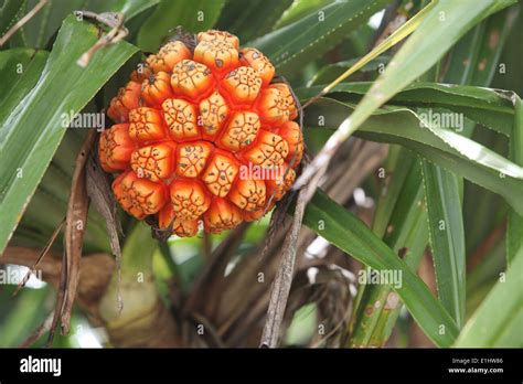 Close up of a Kewra flower (pandanus, screw pine, or Pandan) at Stock ...