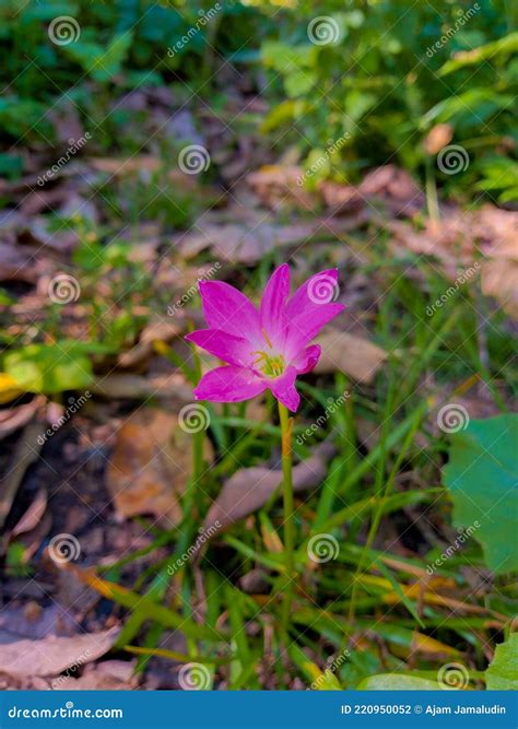 Beautiful Pink Flowers Fairy-lily with Bright Colors. Fairy-lily