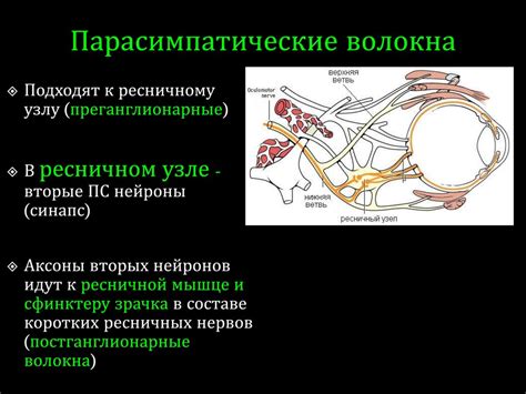 Автономная нервная система (вегетативная, висцеральная ...