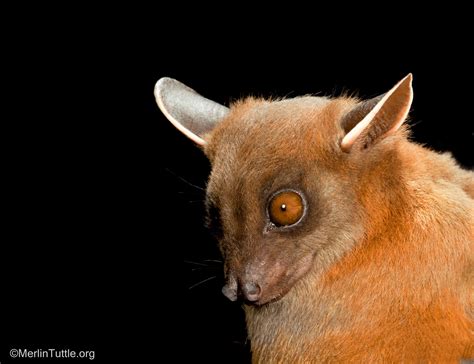 Inspiring Bat Conservation Through Photos - Merlin Tuttle's Bat