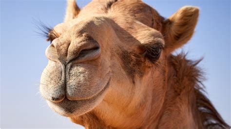 massive camel  loose  cedar point amusement park video outkick