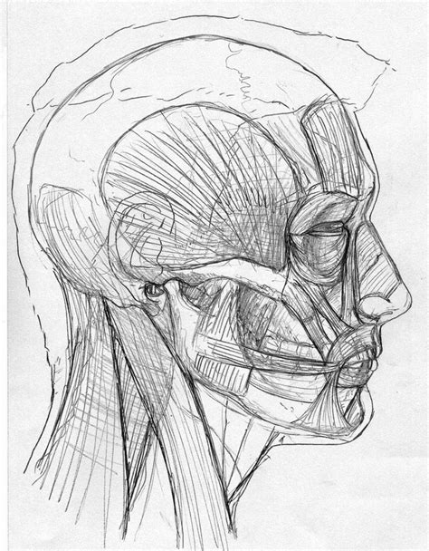 Skull Side View Drawing at GetDrawings | Free download