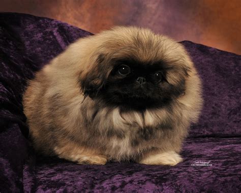 ROLL-ABOUT'S GOLD SEDUCTION PICT AT 4 MTHS | Pekingese puppies ...