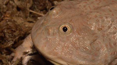 Budgett's Frog 101: The Peculiar Wide-Mouthed Species