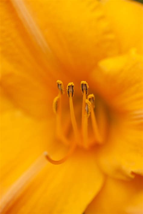 Hemerocallis Archives - Plant Talk