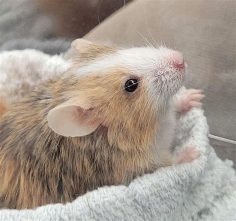 Mouse with tilted head/bad balance : r/PetMice
