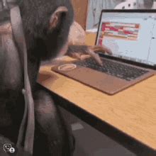 Monkey Typing GIFs | Tenor