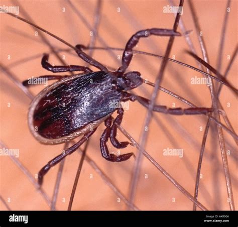 Western Black-Legged Tick: A Tiny Menace with Big Consequences - The ...