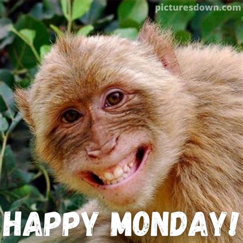 happy monday image funny monkey  picturesdowncom