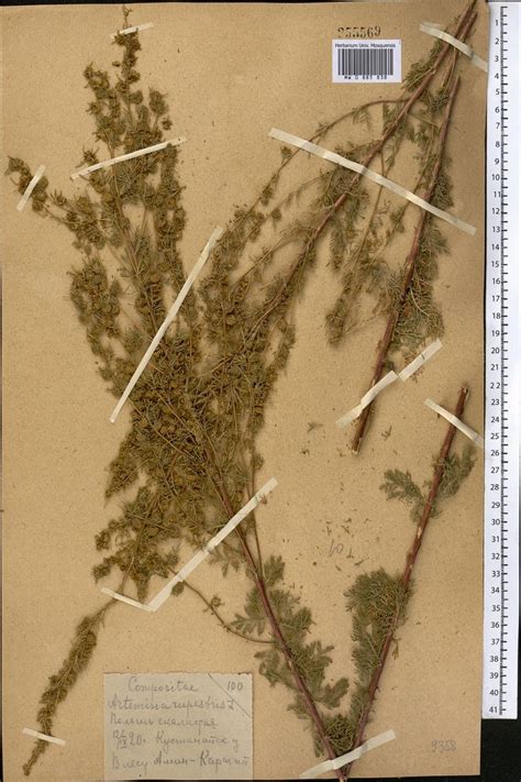 MW0885838, Artemisia rupestris (Полынь каменная), specimen
