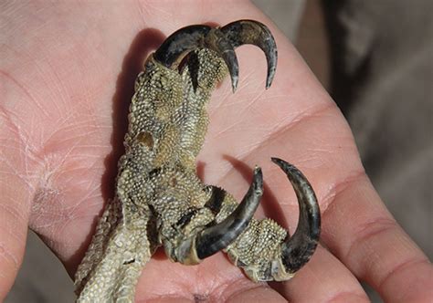 The fish hawk with fish hooks for hands | Ohio Cooperative Living