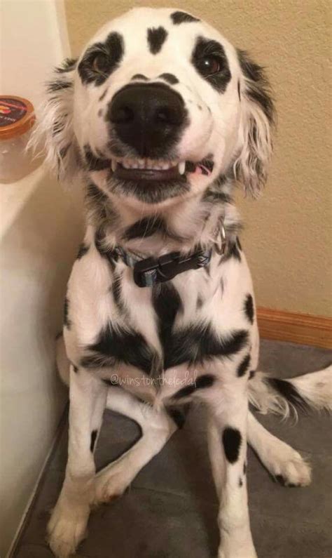 Long haired Dalmatian (Winston from Dogspotting Society, watermark in ...