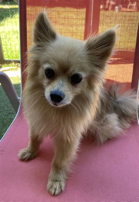 Dog for Adoption - Sansa, a Pomeranian in Nevada, TX | Alpha Paw
