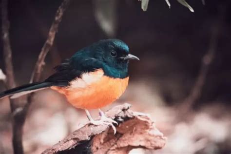 jenis burung murai  keunikan  dimiliki    kamu