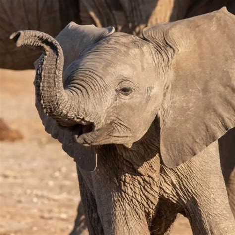 How Much Does an Elephant Weigh? (You Will Be Surprised)