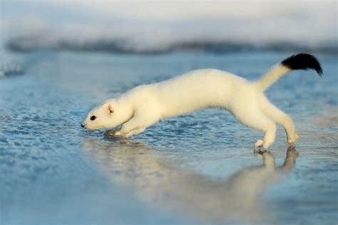 Ermine Pictures - AZ Animals