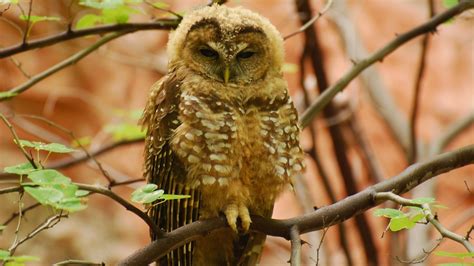 The Rare Species in Mesa Verde National Park | Mild to Wild Blog