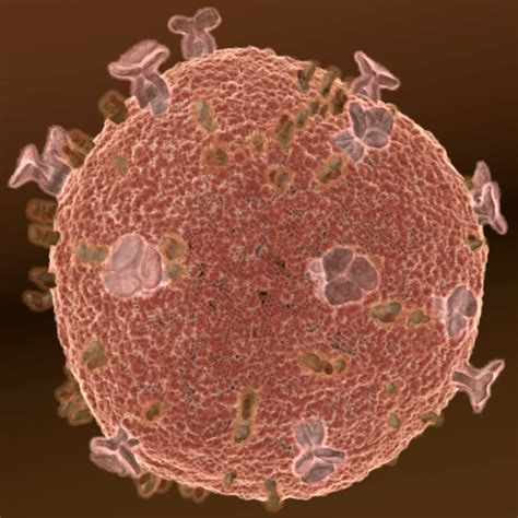 HIV rendered by Don J. Myers | Download Scientific Diagram 