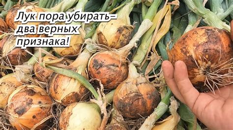 Убираем лук-репчатый. Два признака, что лук уже пора убрать. - YouTube