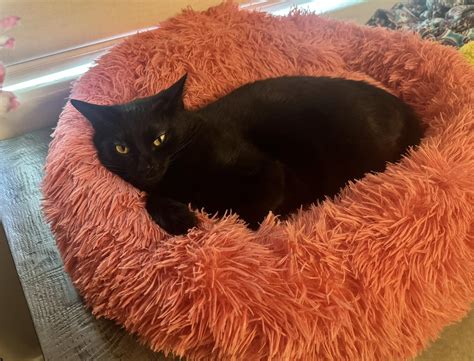 Marlon the Mitten Kitten